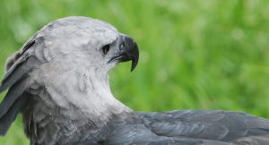 Birdwatching: Observação de pássaros promove ecoturismo no Amazonas