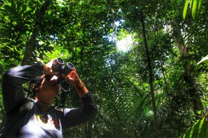 Imagem da notícia - Amazonas: O eldorado para a prática do birdwatching