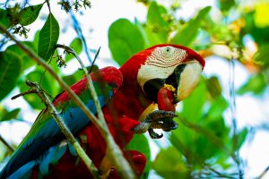 Imagem da notícia - Amazonastur alerta sobre prática ilegal de manusear animais silvestres