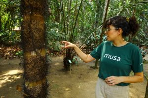 Imagem da notícia - Dia da Árvore: Amazonastur destaca roteiro para conhecer a imponência da floresta