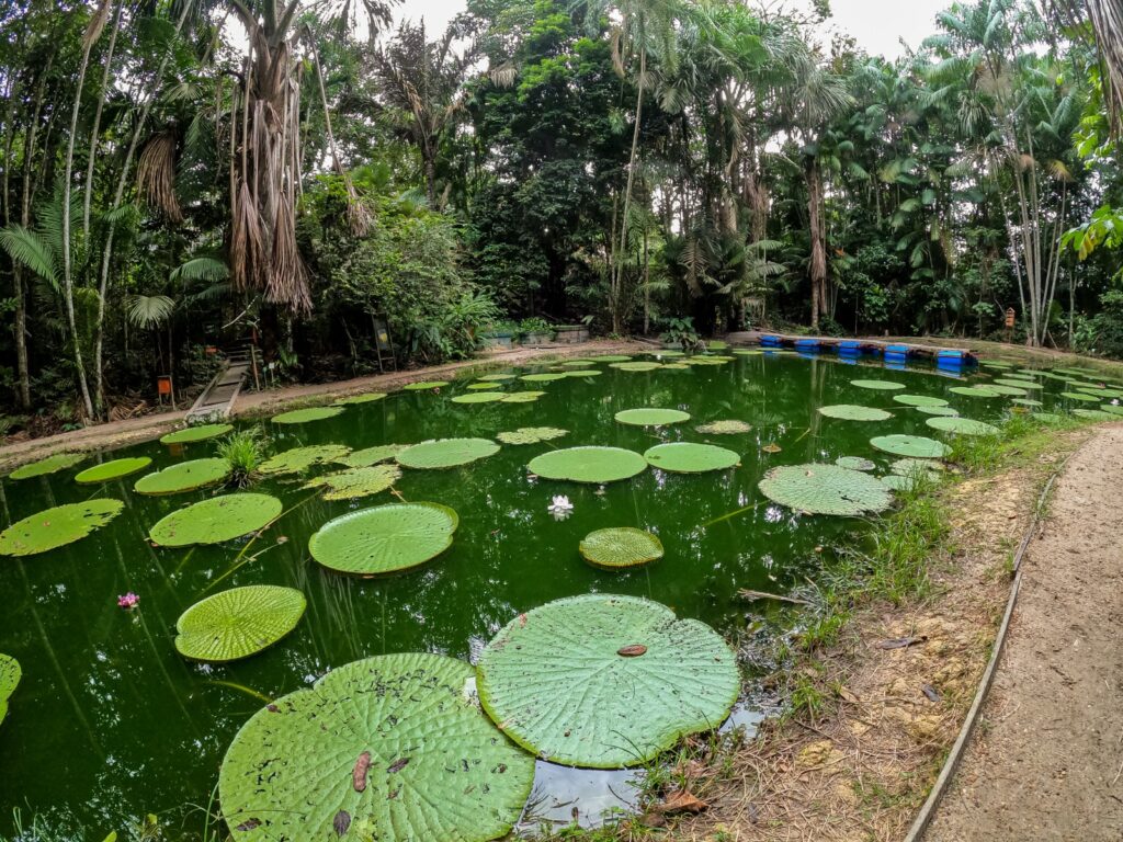 Foto arquivo amazonastur 4